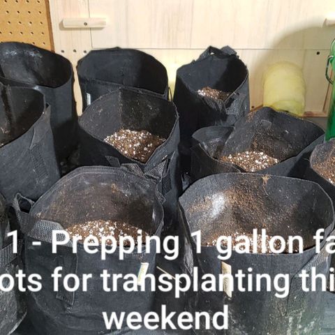 Pain Killer - Competition Grow (10 beans) growlog timeline photo