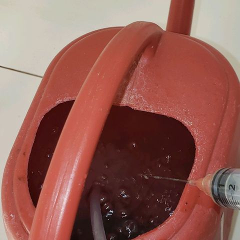 Pain Killer - Competition Grow (10 beans) growlog timeline photo
