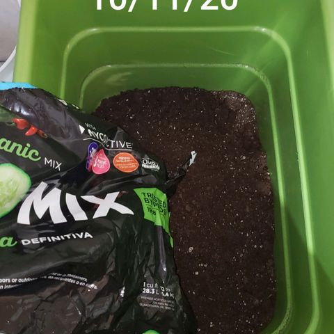 Pain Killer - Competition Grow (10 beans) growlog timeline photo