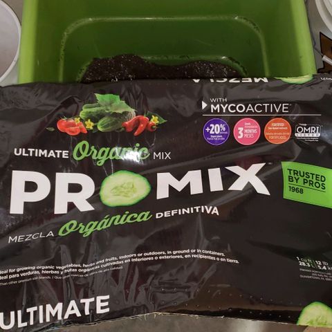 Pain Killer - Competition Grow (10 beans) growlog timeline photo