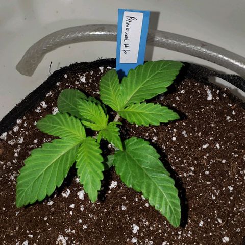 Pain Killer - Competition Grow (10 beans) growlog timeline photo