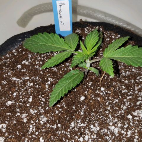 Pain Killer - Competition Grow (10 beans) growlog timeline photo