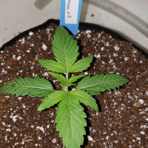 Pain Killer - Competition Grow (10 beans) growlog timeline photo