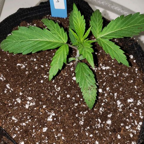 Pain Killer - Competition Grow (10 beans) growlog timeline photo