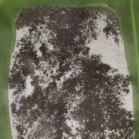 Pain Killer - Competition Grow (10 beans) growlog timeline photo