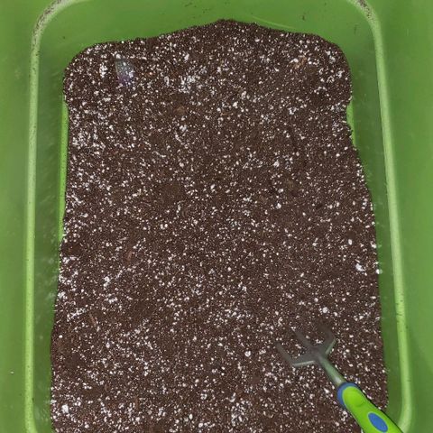 Pain Killer - Competition Grow (10 beans) growlog timeline photo