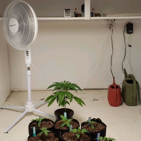 Pain Killer - Competition Grow (10 beans) growlog timeline photo