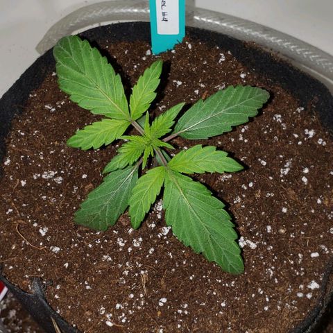Pain Killer - Competition Grow (10 beans) growlog timeline photo