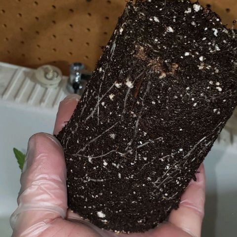 Pain Killer - Competition Grow (10 beans) growlog timeline photo