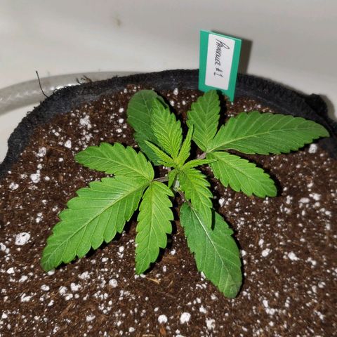 Pain Killer - Competition Grow (10 beans) growlog timeline photo