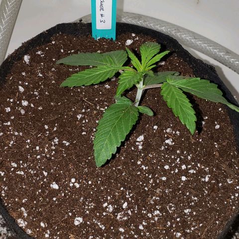 Pain Killer - Competition Grow (10 beans) growlog timeline photo