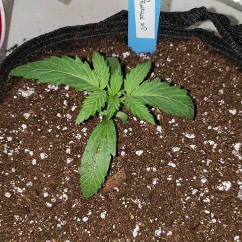 Pain Killer - Competition Grow (10 beans) growlog timeline photo