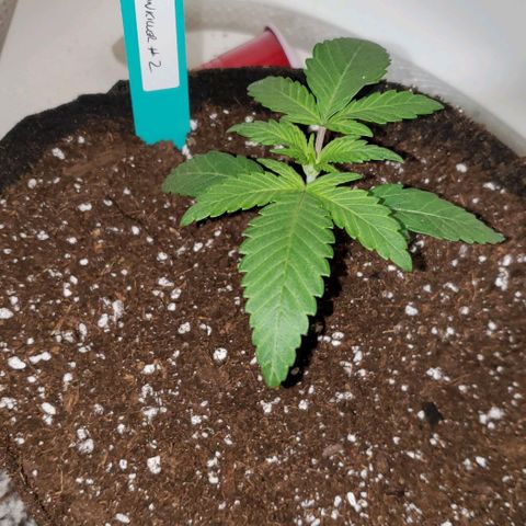 Pain Killer - Competition Grow (10 beans) growlog timeline photo