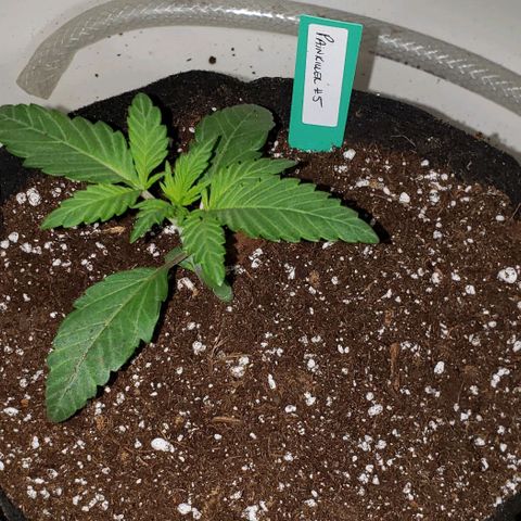 Pain Killer - Competition Grow (10 beans) growlog timeline photo