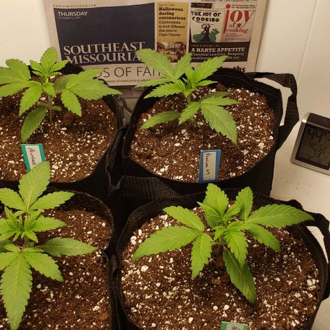 Pain Killer - Competition Grow (10 beans) growlog timeline photo