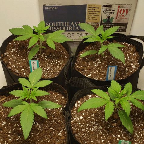 Pain Killer - Competition Grow (10 beans) growlog timeline photo