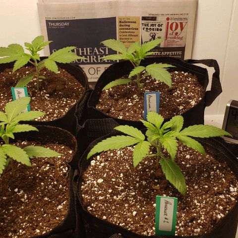 Pain Killer - Competition Grow (10 beans) growlog timeline photo