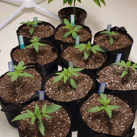 Pain Killer - Competition Grow (10 beans) growlog timeline photo