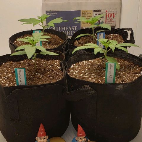 Pain Killer - Competition Grow (10 beans) growlog timeline photo