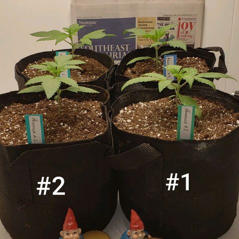 Pain Killer - Competition Grow (10 beans) growlog timeline photo