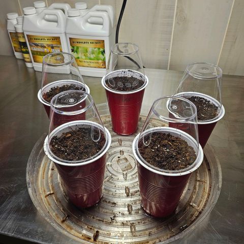 Ice Dream Cake - Seedman.com growlog timeline photo