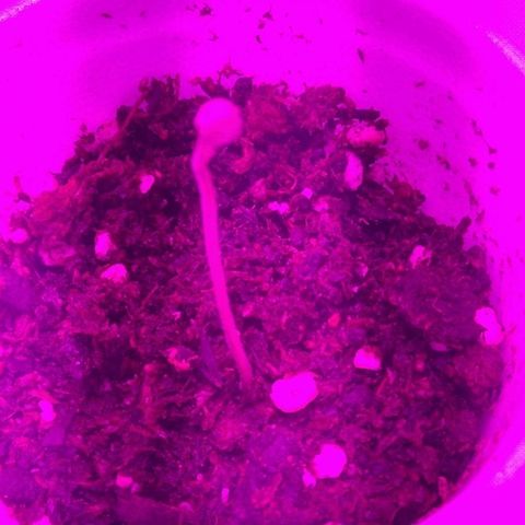 Nitro haze growlog timeline photo