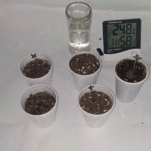 Nitro haze growlog timeline photo