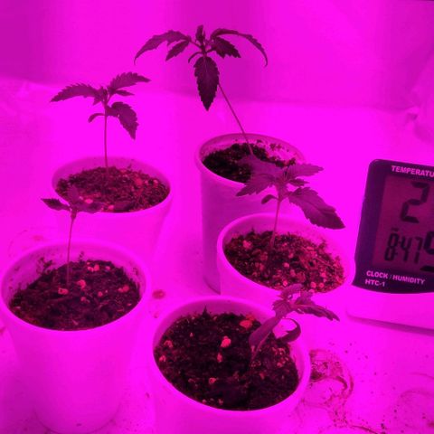 Nitro haze growlog timeline photo