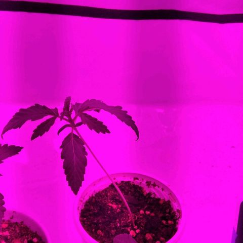 Nitro haze growlog timeline photo