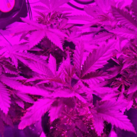 Nitro haze growlog timeline photo