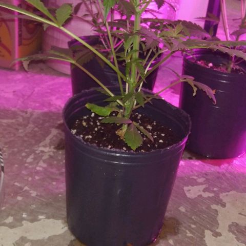 Nitro haze growlog timeline photo