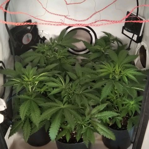 Nitro haze growlog timeline photo