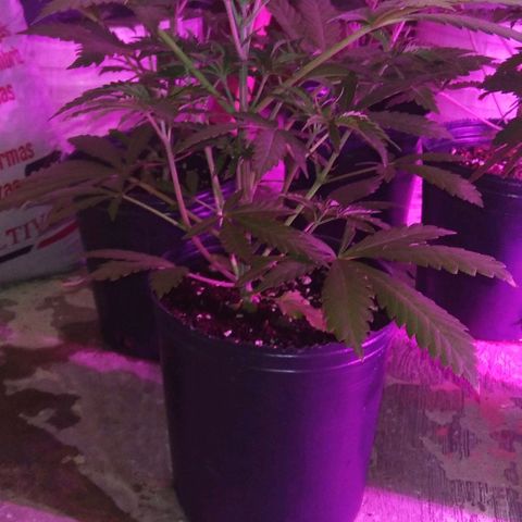 Nitro haze growlog timeline photo