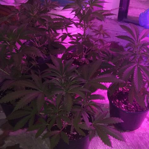 Nitro haze growlog timeline photo