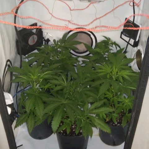 Nitro haze growlog timeline photo