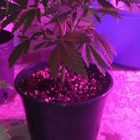 Nitro haze growlog timeline photo