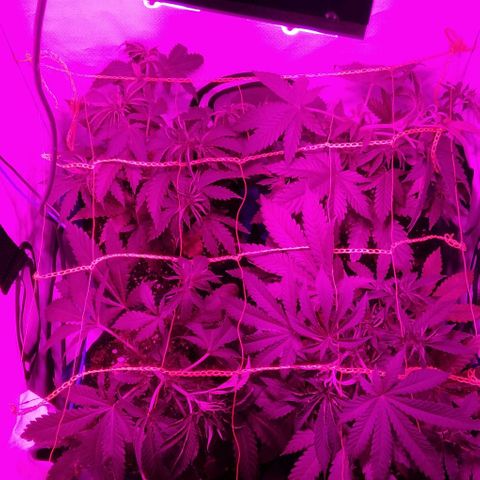 Nitro haze growlog timeline photo