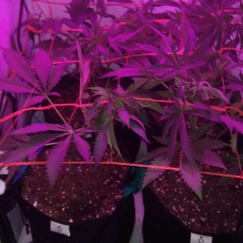 Nitro haze growlog timeline photo