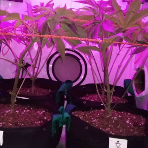 Nitro haze growlog timeline photo