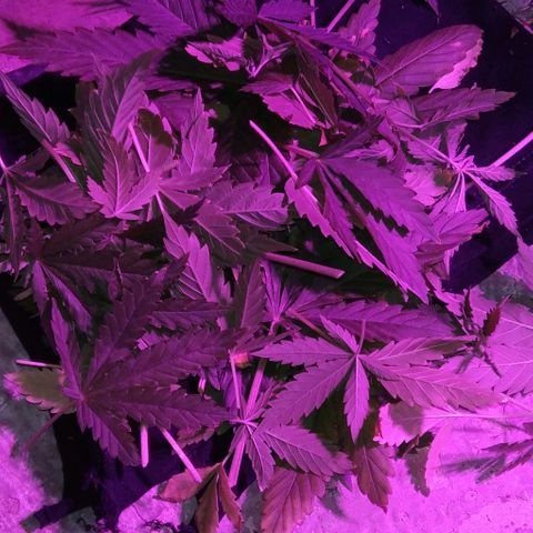 Nitro haze growlog timeline photo