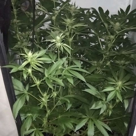 Nitro haze growlog timeline photo