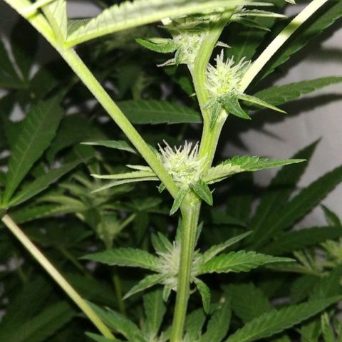 Nitro haze growlog timeline photo