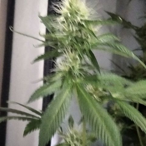 Nitro haze growlog timeline photo