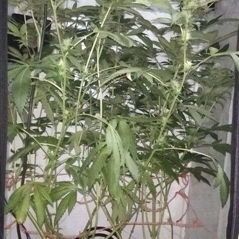 Nitro haze growlog timeline photo