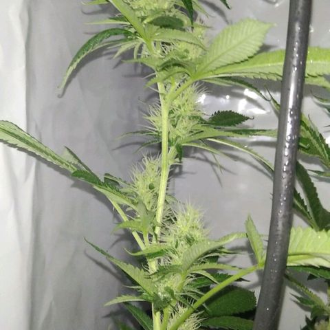 Nitro haze growlog timeline photo