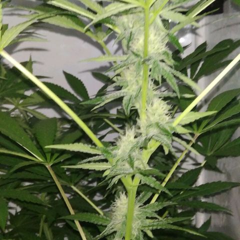 Nitro haze growlog timeline photo