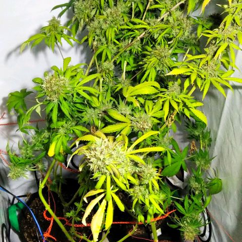 Nitro haze growlog timeline photo