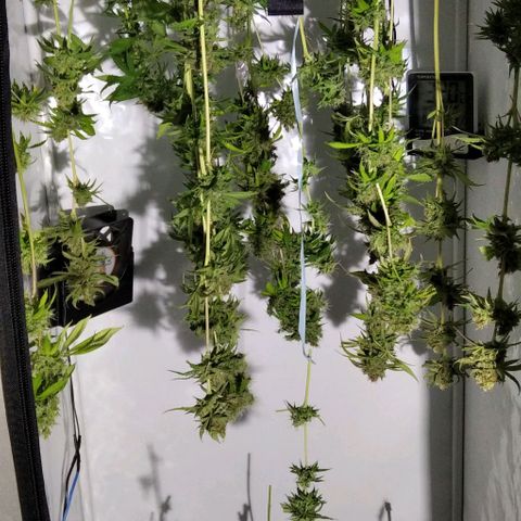 Nitro haze growlog timeline photo