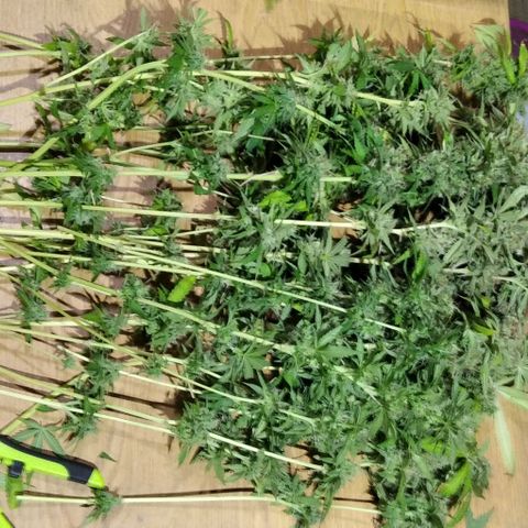 Nitro haze growlog timeline photo