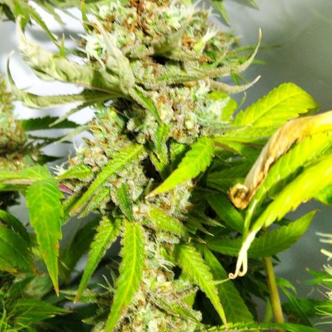 Nitro haze growlog timeline photo